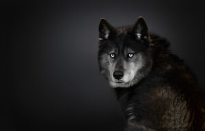 american wolfdog