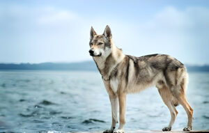 wolf dog