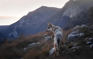 dog on mountain