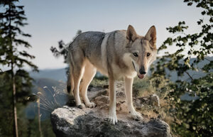 czechoslovakian wolfdog