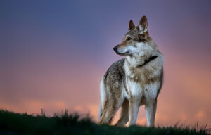 types of wolf_dog