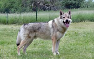 wolfdog breeding