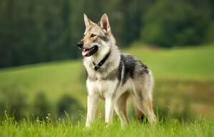 czech wolfdog