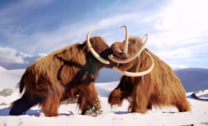 woolly mammoths