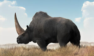 woolly rhinoceros extinct