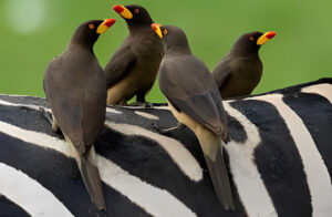 Yellow-billed oxpecker
