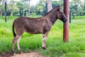 zonkey rare animals