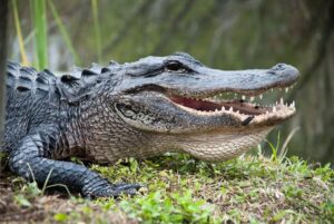 American Alligator vs Saltwater Crocodile