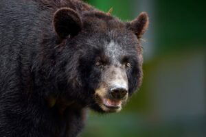 american black bear