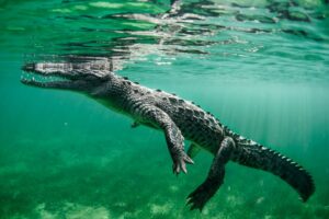 american crocodile