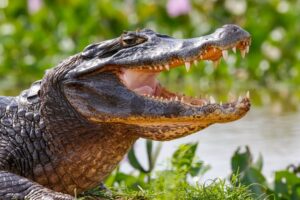 Black Caiman vs Saltwater Crocodile