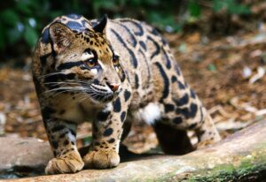 clouded leopard