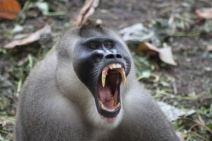 drill monkey Yawning