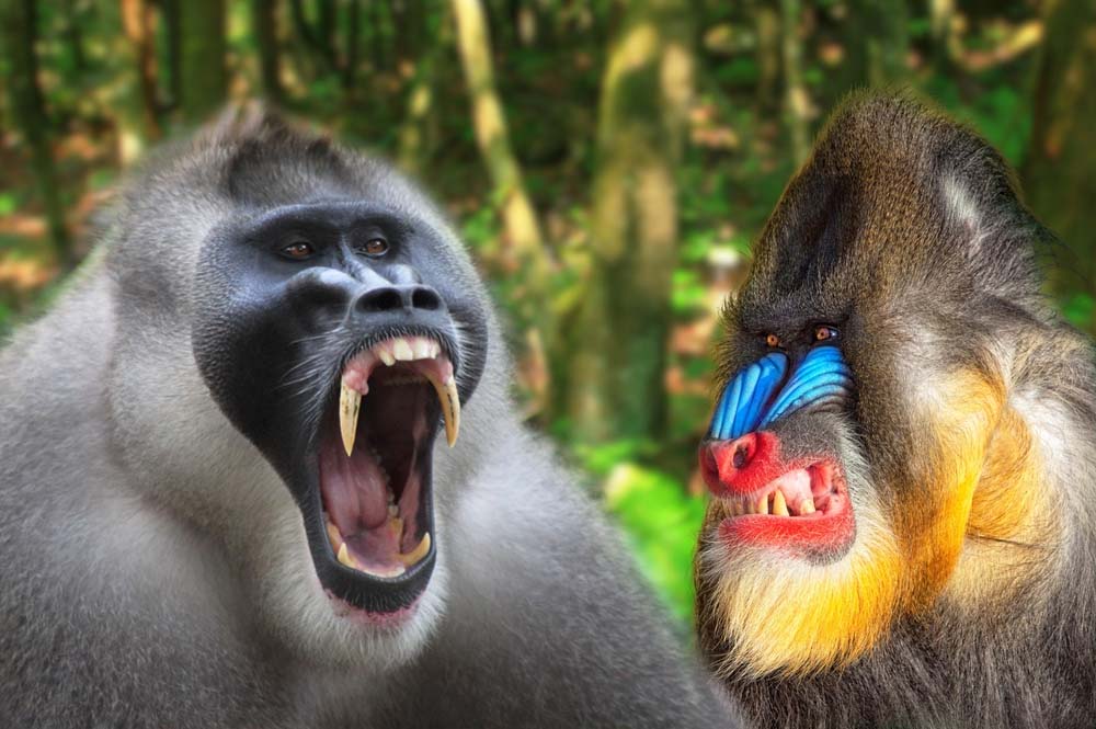 Mandrill vs Drill Monkey, Size, Appearance, Range & Habitat