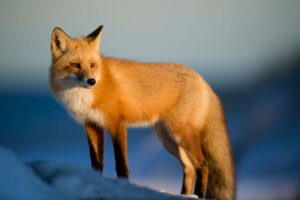 Fox animal