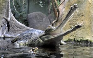 Gharial vs Saltwater Crocodile