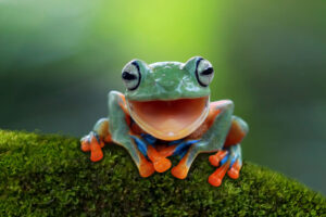 Gliding frog