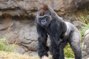 male silverback gorilla