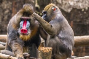 male mandrill monkey