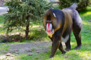 mandrill