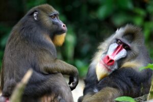 mandrill monkeys