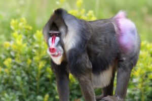 mandrills