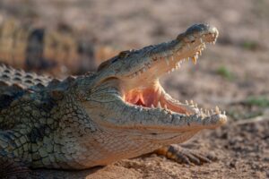 Nile Crocodile vs Saltwater Crocodile