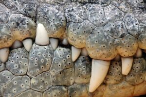 nile crocodile teeth