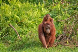 orangutan female