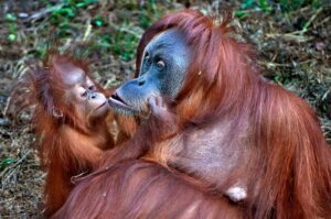 orangutan vs human