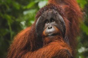 orangutans giant ape