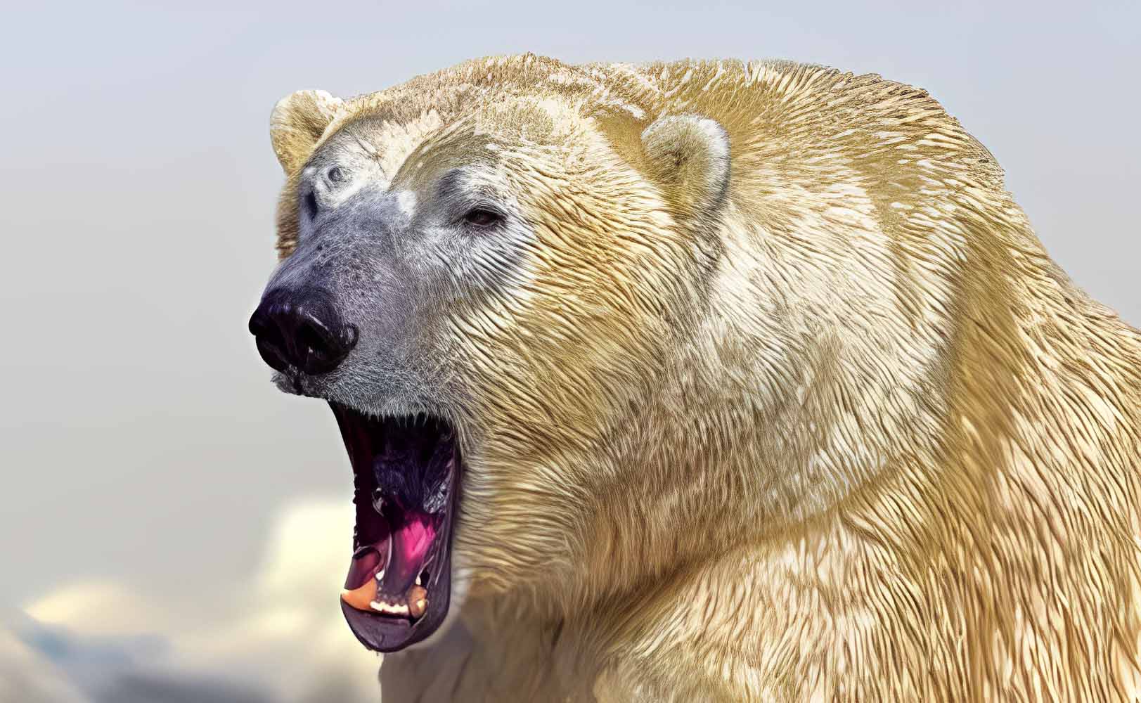 Polar Bear VS Kodiak, American Black, Short Faced & Grizzly