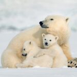 polar bear with cubs