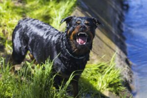 rottweiler angry dogs