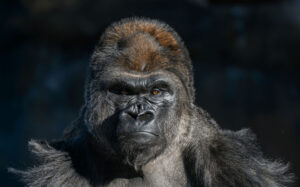 silverback gorilla