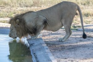 the birmingham lion