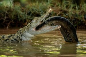 croco wildlife crocodile