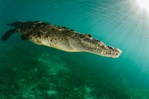 wonderful saltwater crocodile