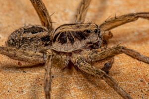 adult male wolf spider