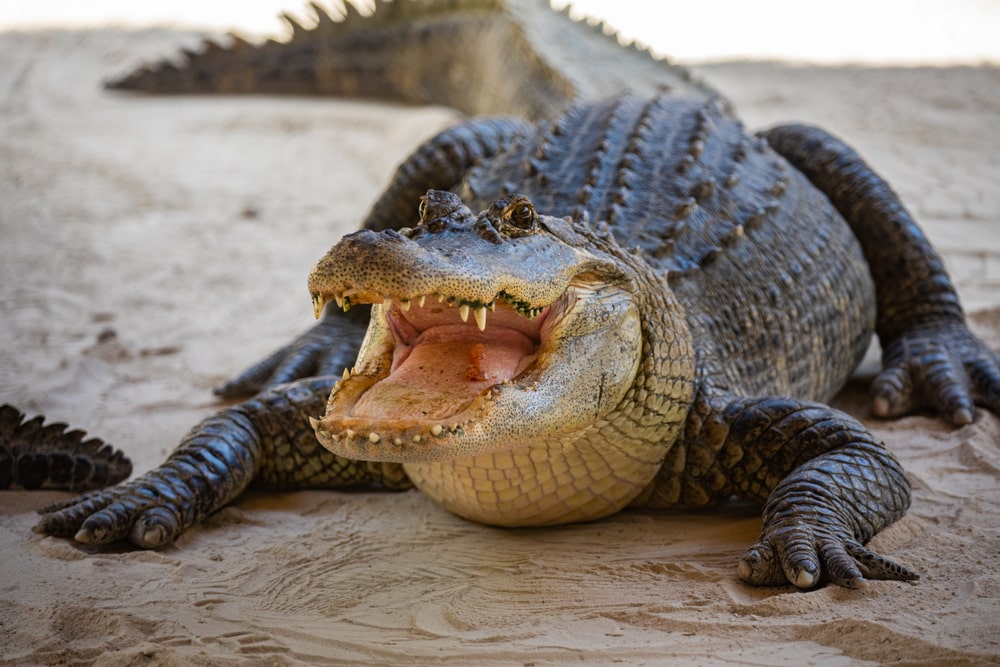 Alligator facts, Reggie the Alligator, Toothy Mouth Rodent Eater