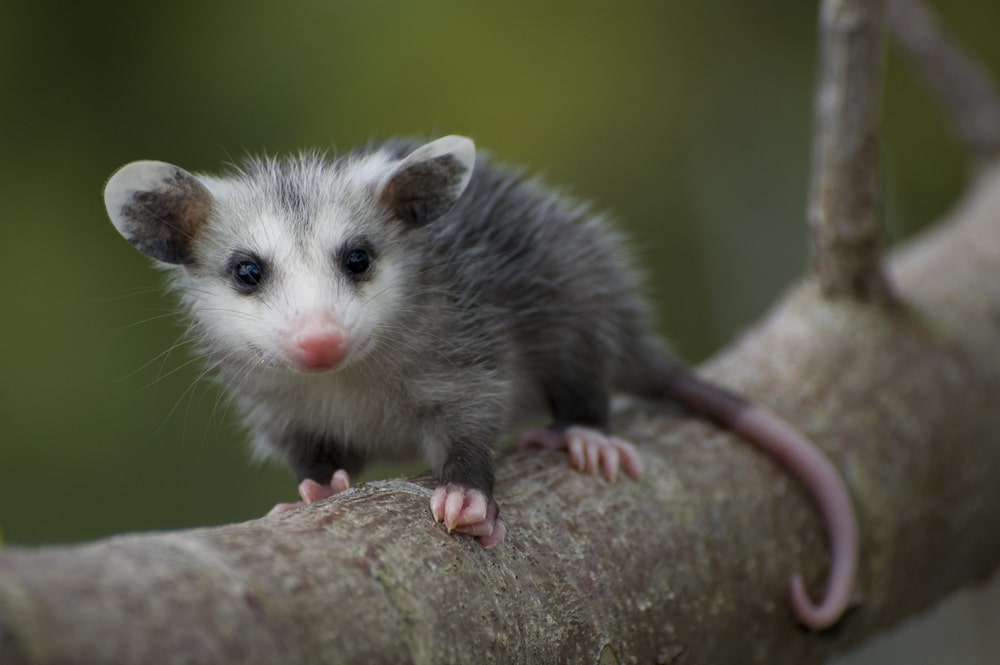 Opossum facts, Are they Aggressive And Dangerous Animals?