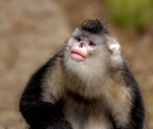 black snub-nose monkey