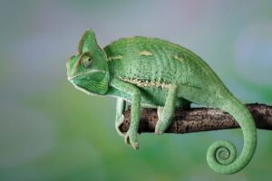 Chameleon lizard