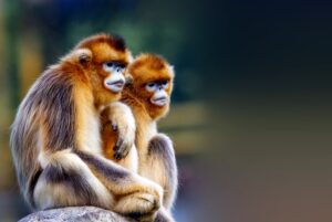 Chinese Golden Snub-nosed Monkey