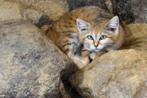 desert cat