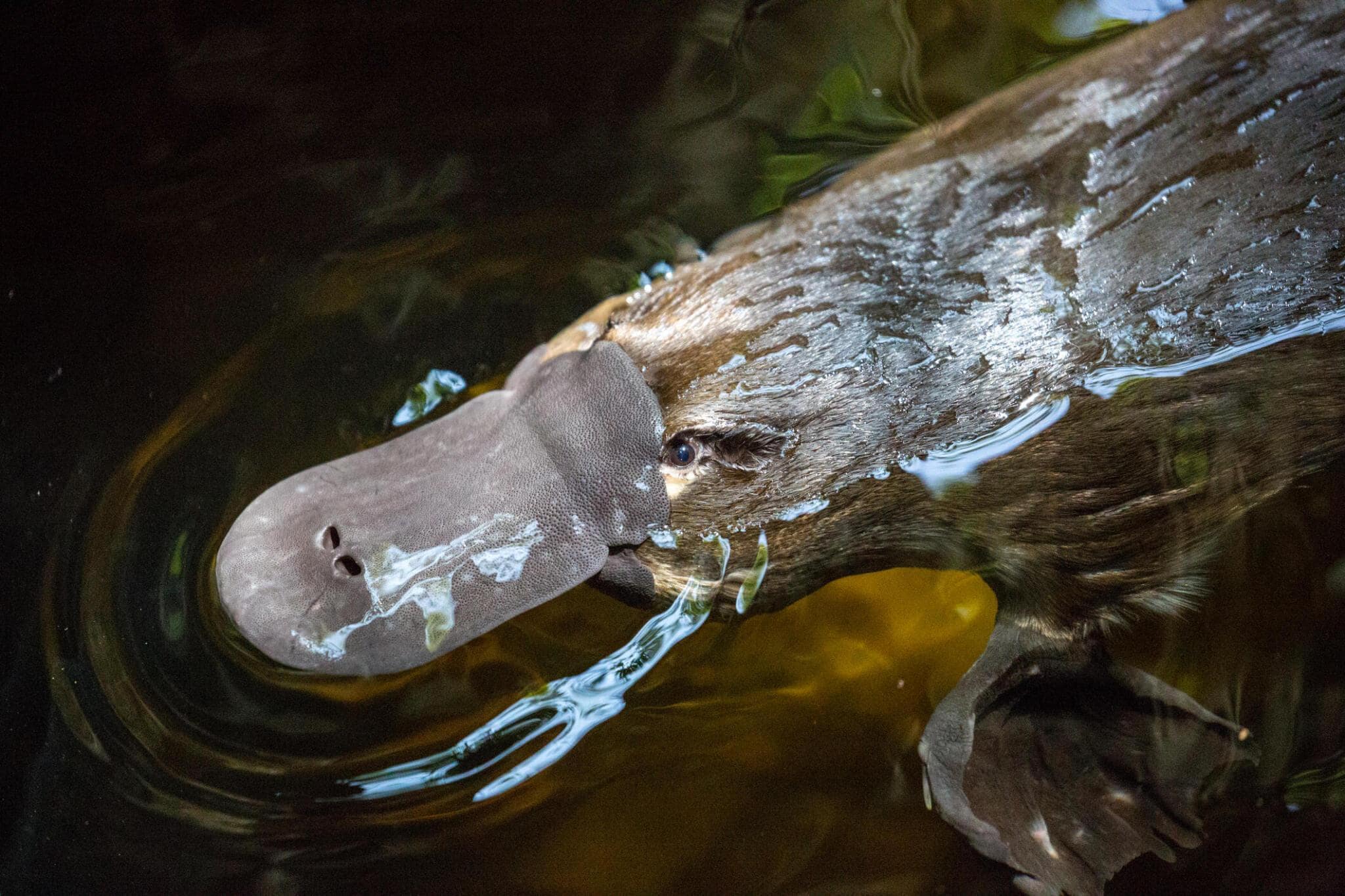 Egg-laying Duck-billed Platypus, What is a Platypus Venom?