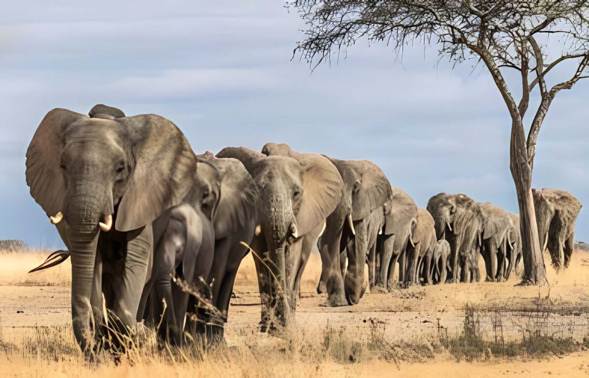 Elephants facts, Proboscis, Olifant, Farming & War Elephant