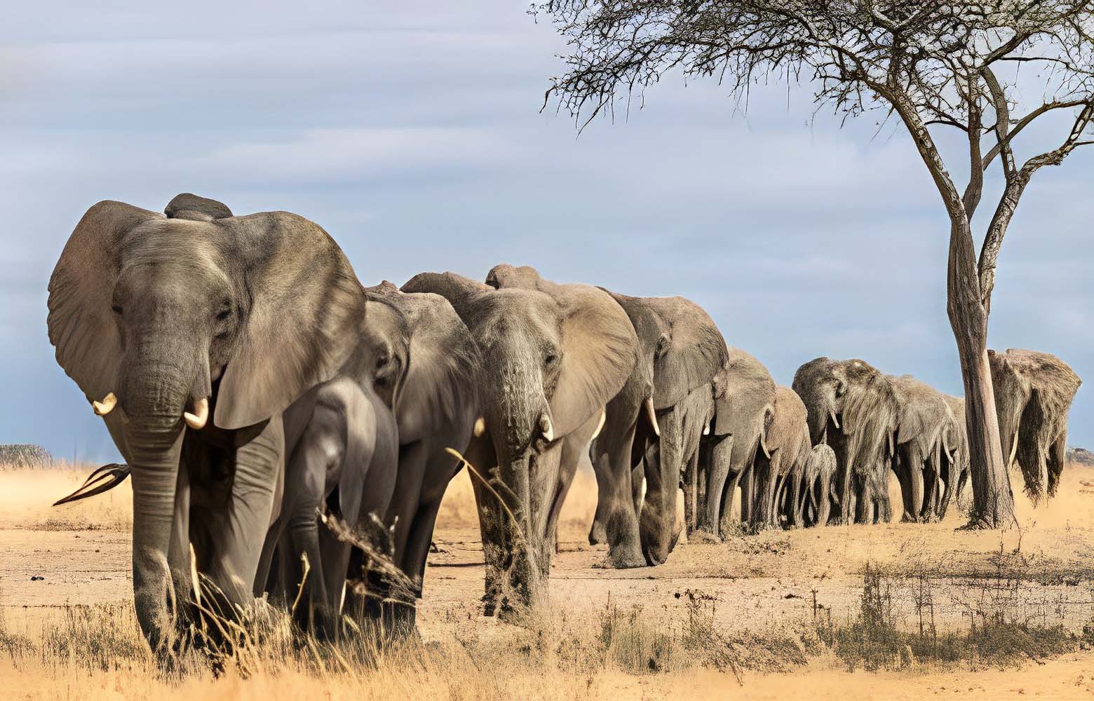Elephants facts, Proboscis, Olifant, Farming & War Elephant