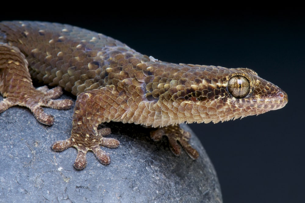 Fish-scaled Gecko (Geckolepis) New Species of Madagascar