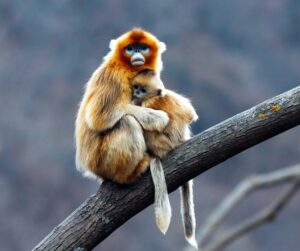 golden monkey